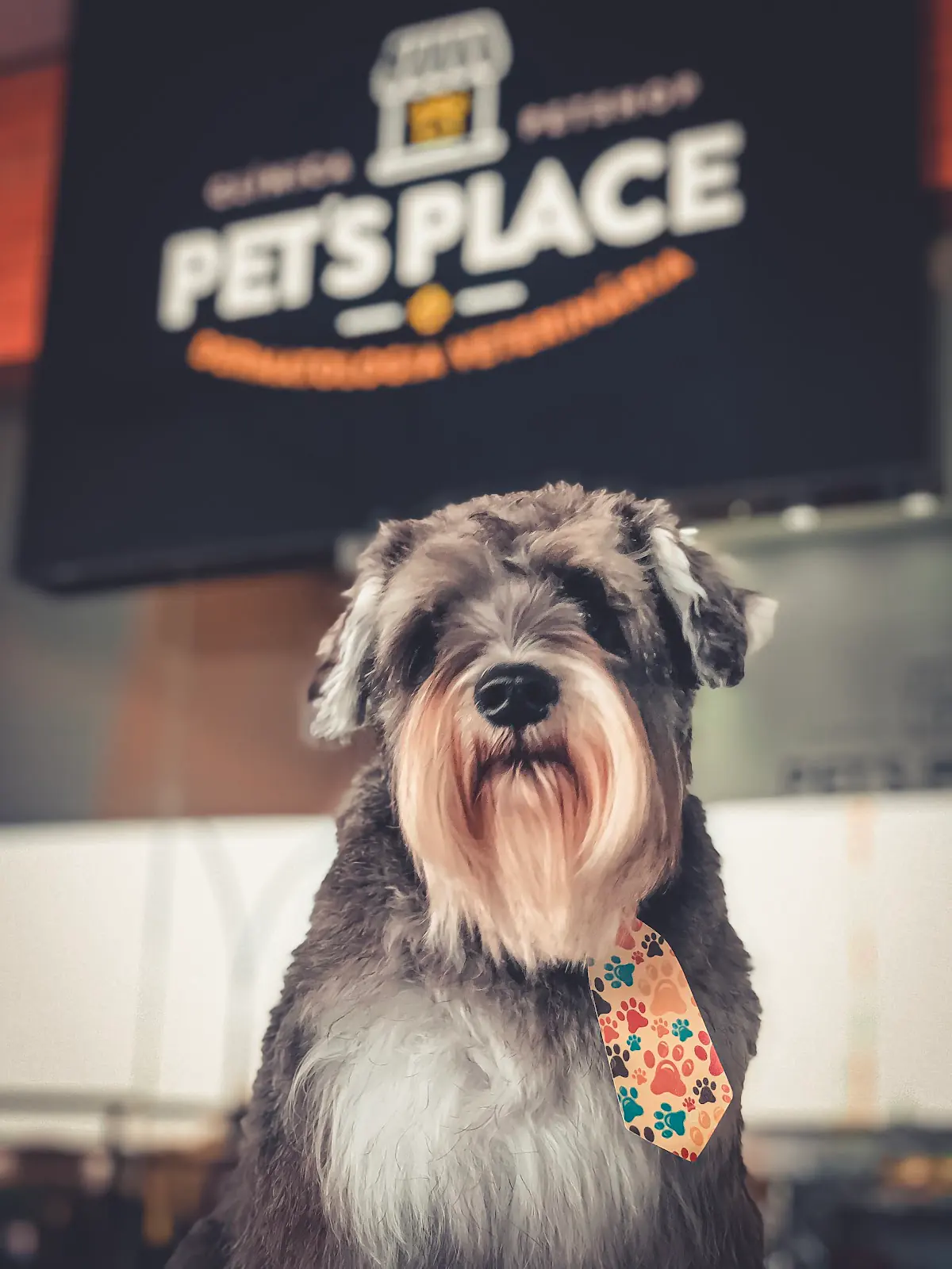 Schnauzer sentado em frente à placa da Pet's Place na unidade Sudoeste